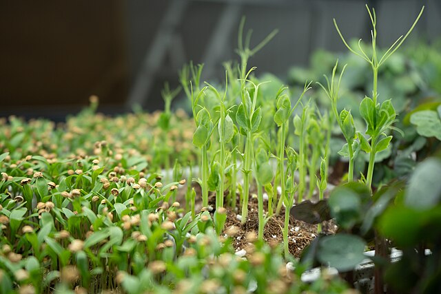 PERMACULTURE SESSIONS FOR YOUNG&nbsp;PEOPLE