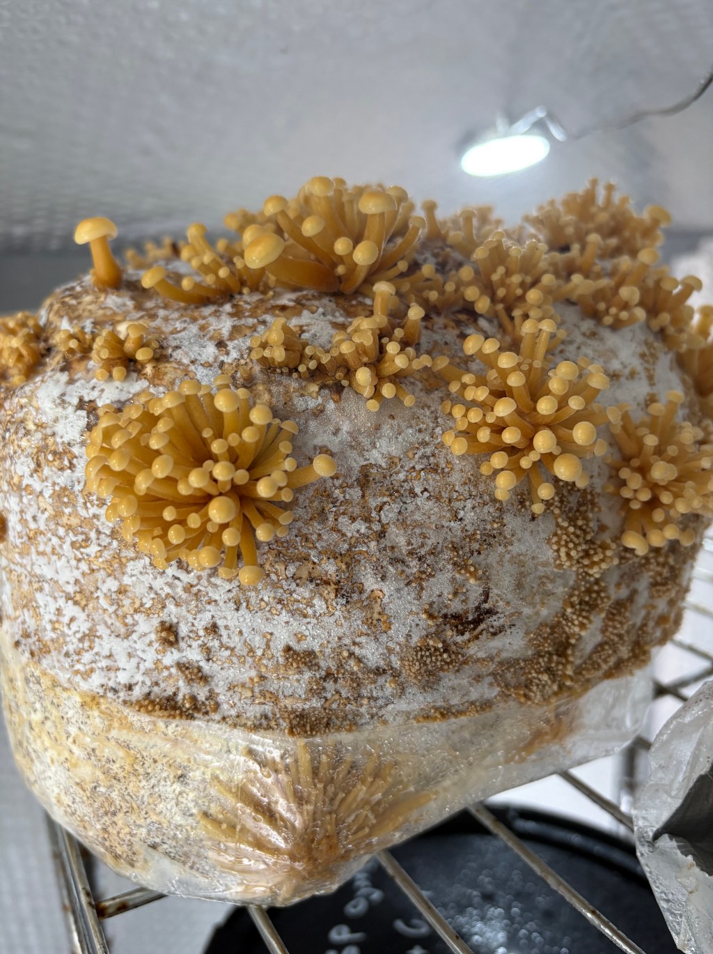 Fungi Forms – Mycological Drawing&nbsp;Workshop