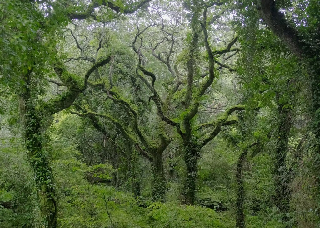 Temperate Rainforest Walk